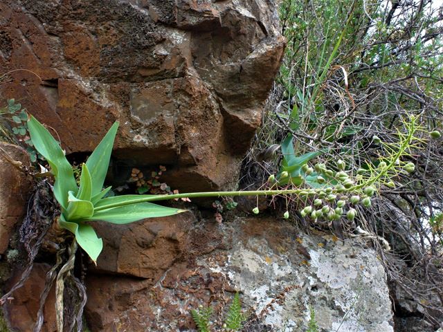 Scilla natalensis Merwilla plumbea  bulbs growing on rocks